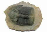 Large Zlichovaspis Trilobite - Healed Injury! #347784-3
